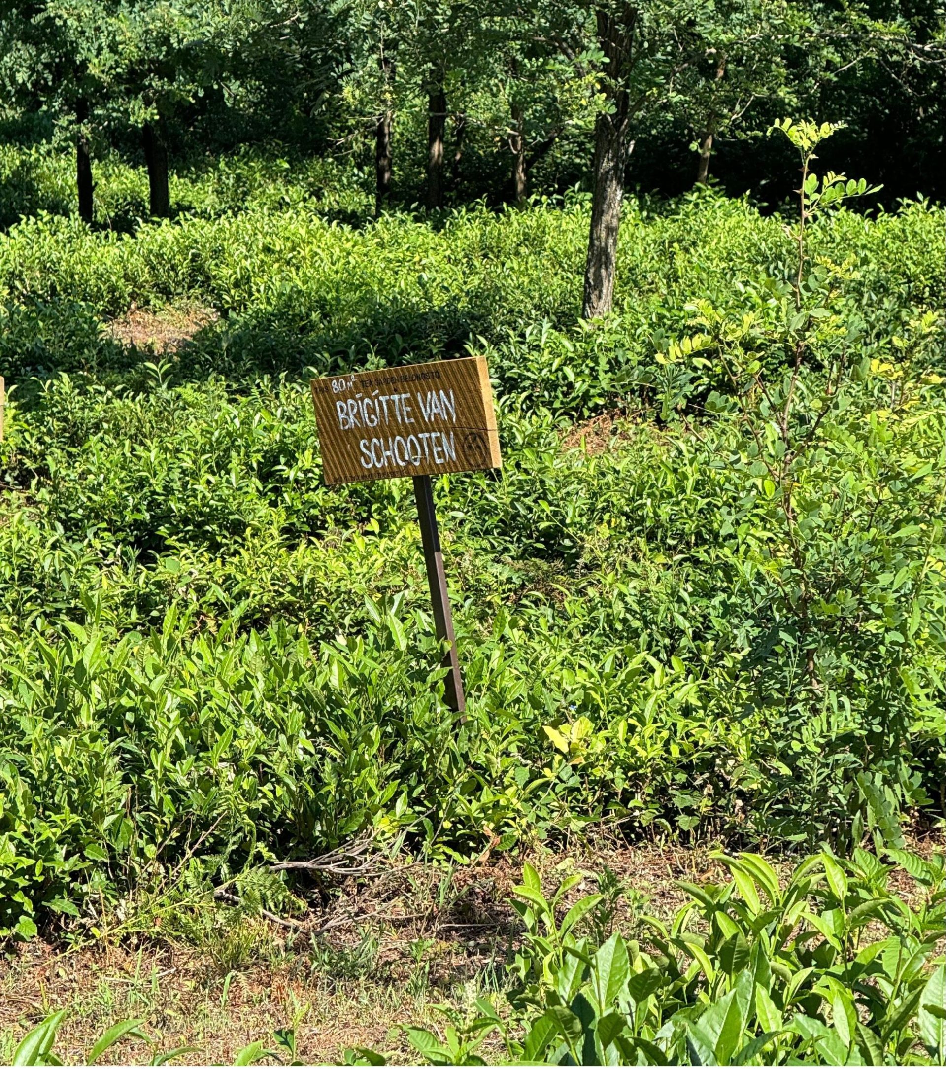 Renegade tea estate proefpakket Bullshit free , no agrochemicals no hidden secrets