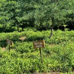 Renegade tea estate proefpakket Bullshit free , no agrochemicals no hidden secrets